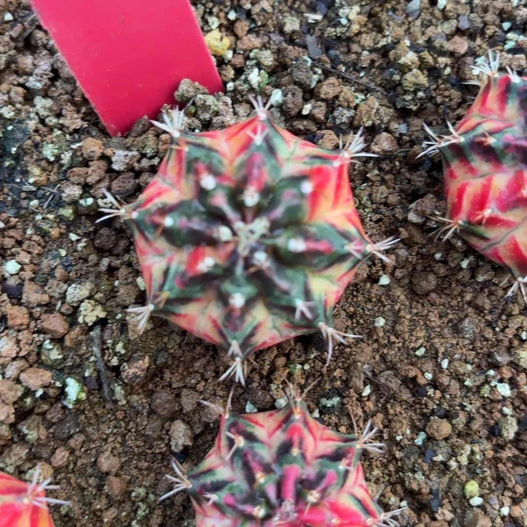 L768-1028泰国发货 加法