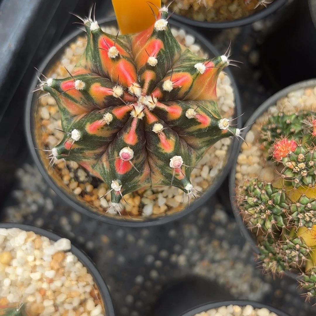 111-1009泰国发货多肉