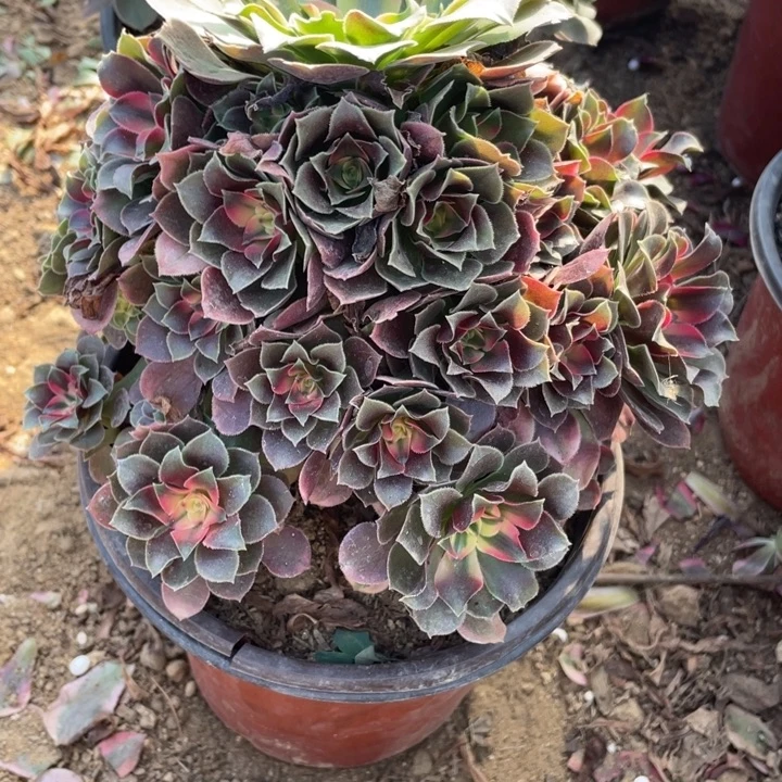 完全开放815多肉植物香妃