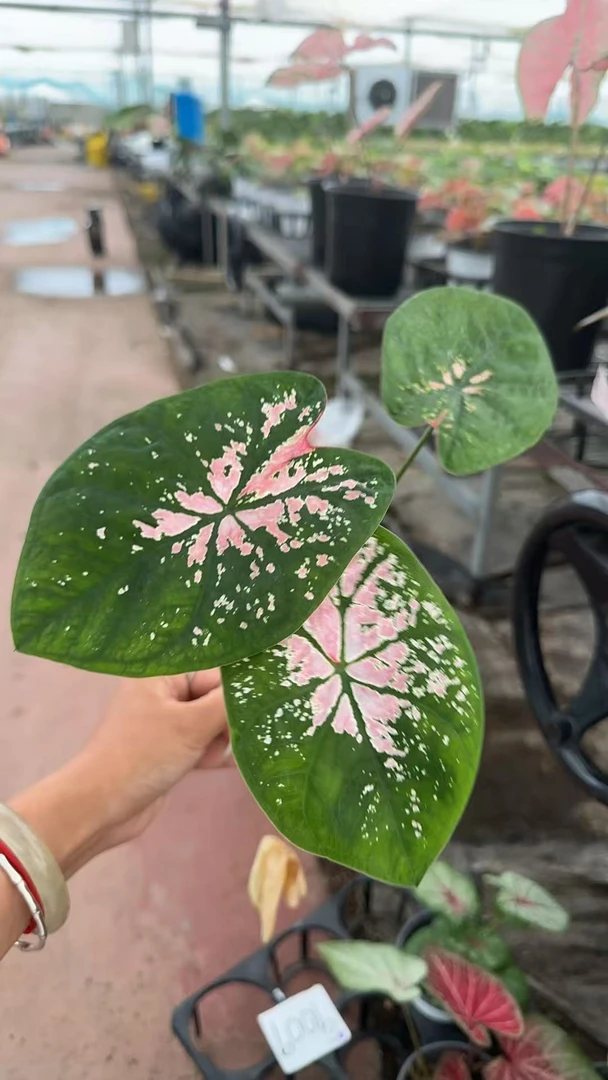 【老板卖花记】彩叶芋粉色飞溅（小）