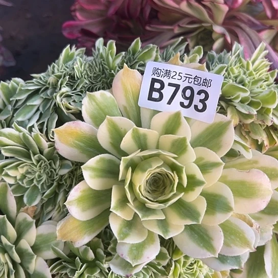 隔*区多肉植物一个