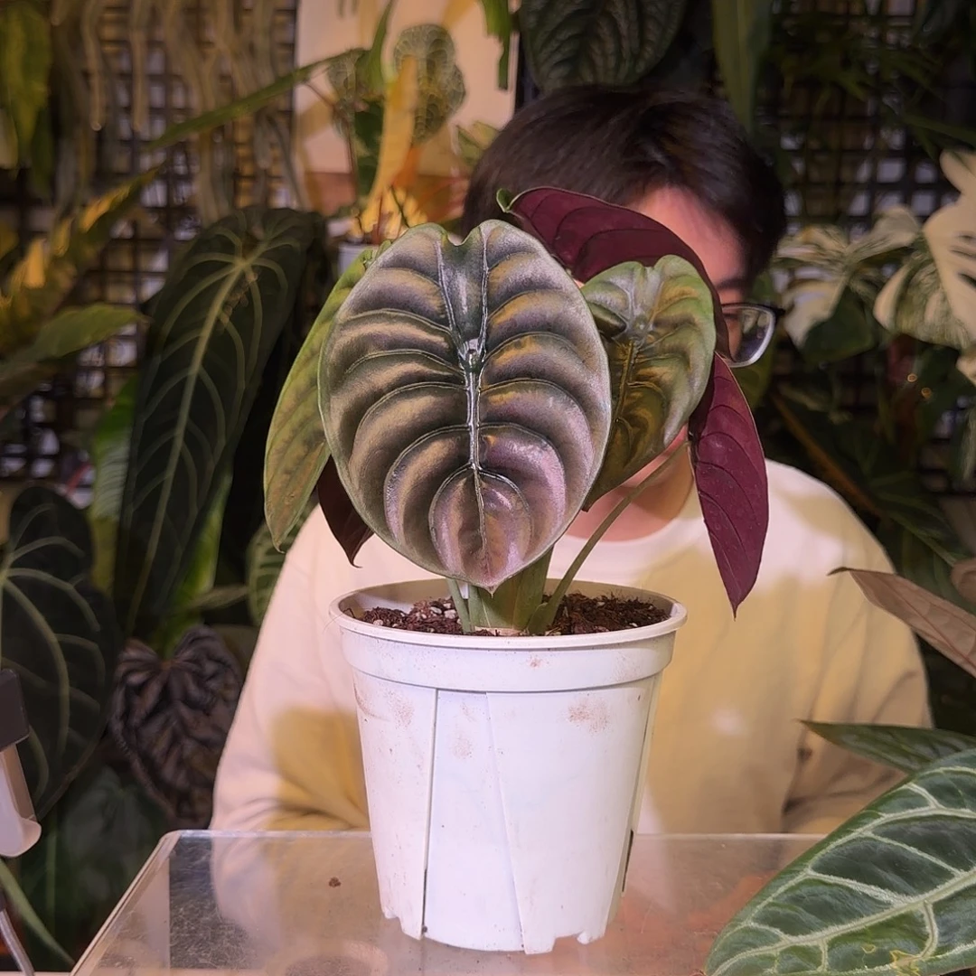 完全开放G112 黑桐海芋