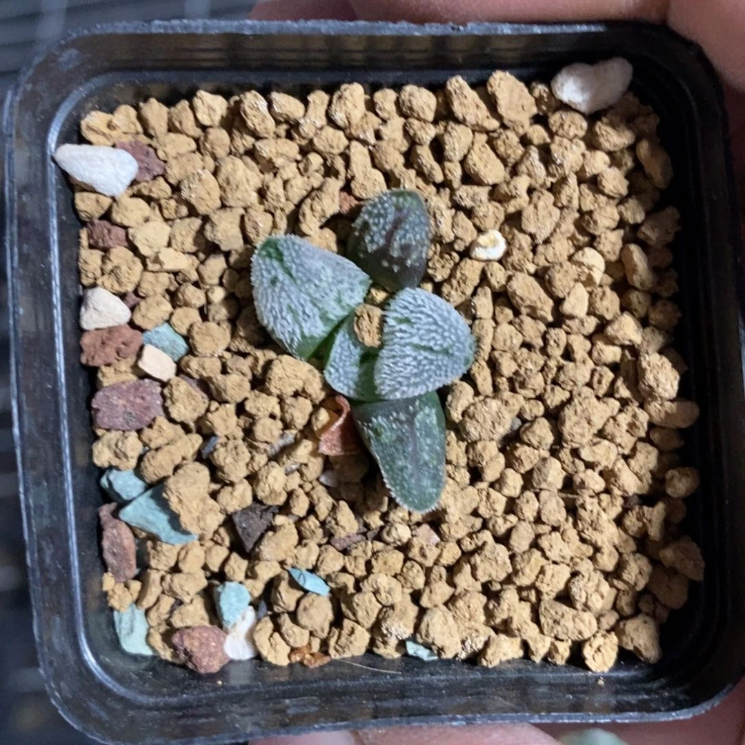 1237 一颗粉雪。 福利。