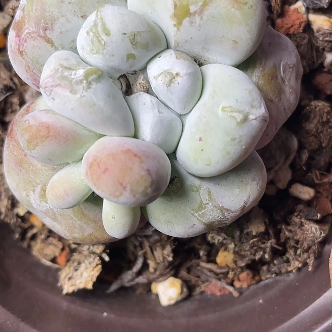 【闪购商品】丸叶拇指