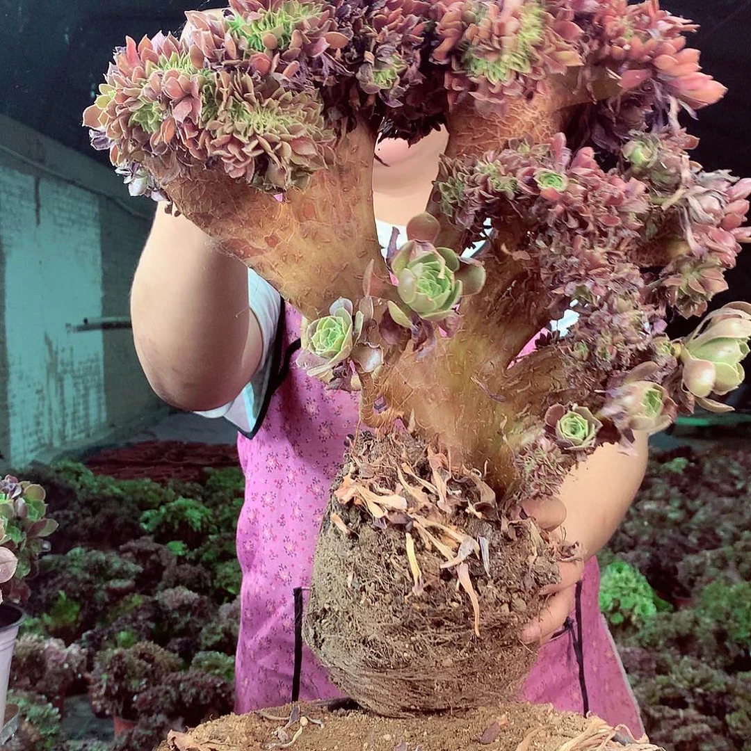 柒哥多肉法师不包侧断枝处理413