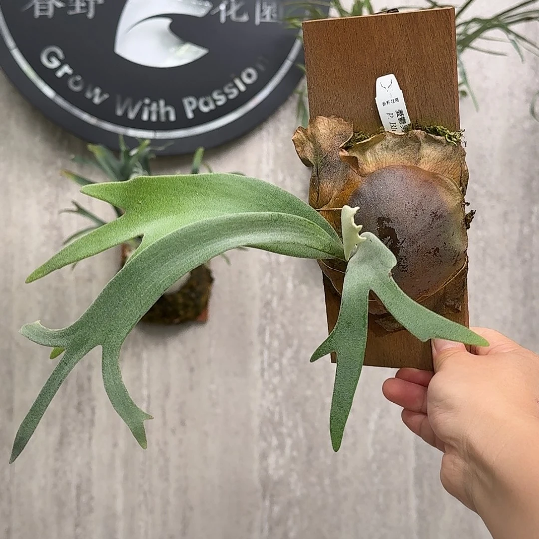 完全开放忧郁男孩鹿角蕨书签板春野花园