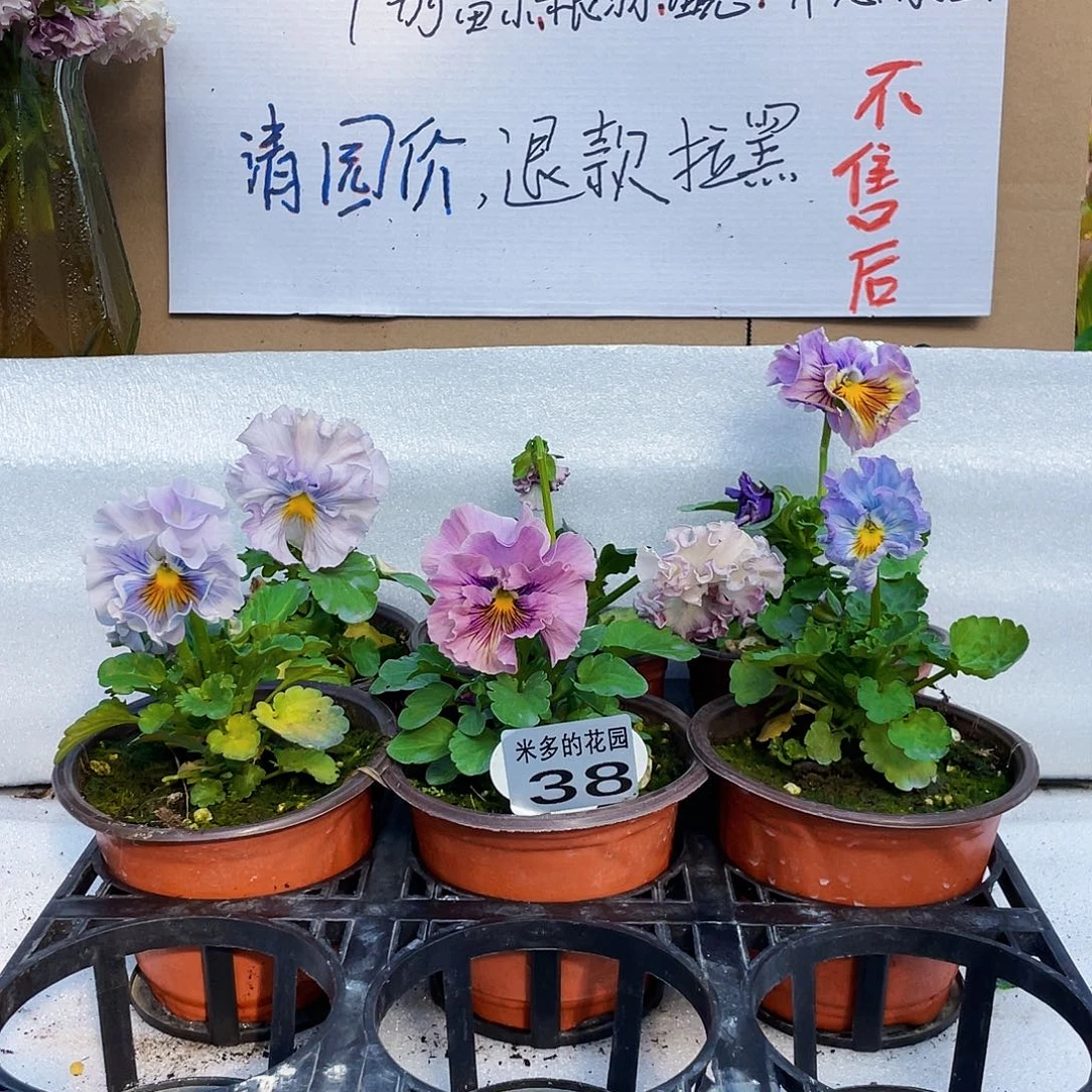 大部分花苞少量开放38