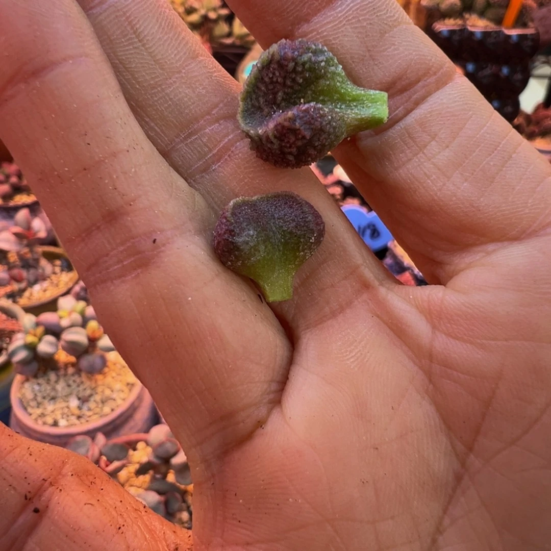 简***单好吧好嘛好吧我的宝我爱了