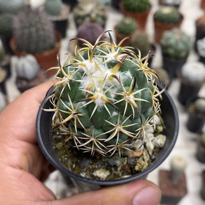 实生钢钉特价福利2