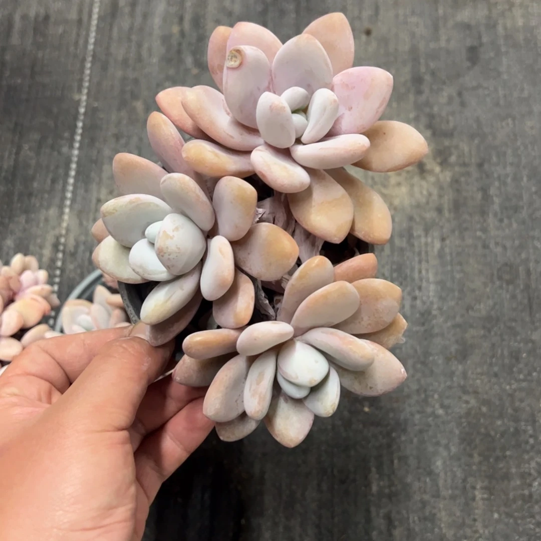 1504粉兔一物一拍