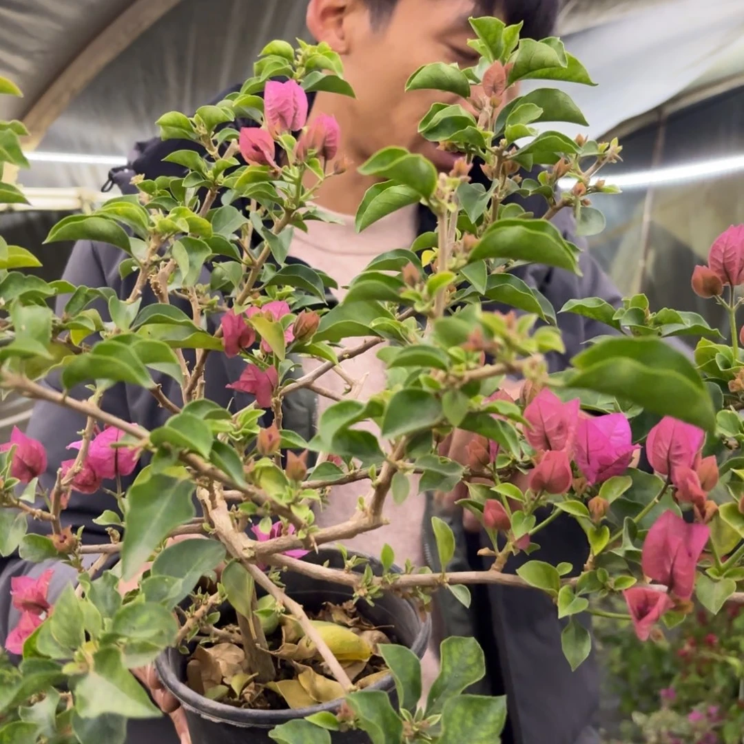 酸***甜完全开放（金普奇4899）三角梅会掉花掉叶有大有小