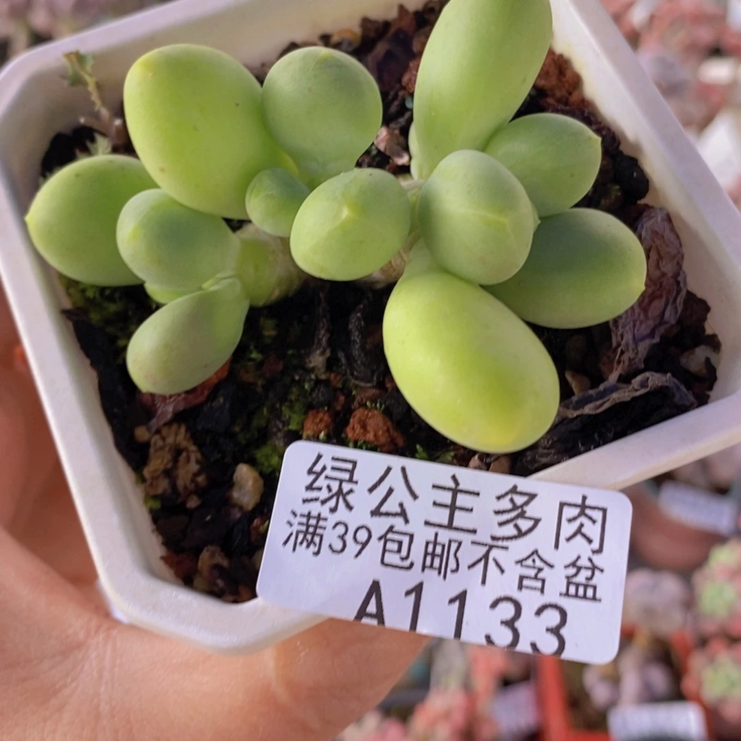 芒果奶6cm1133多肉植物