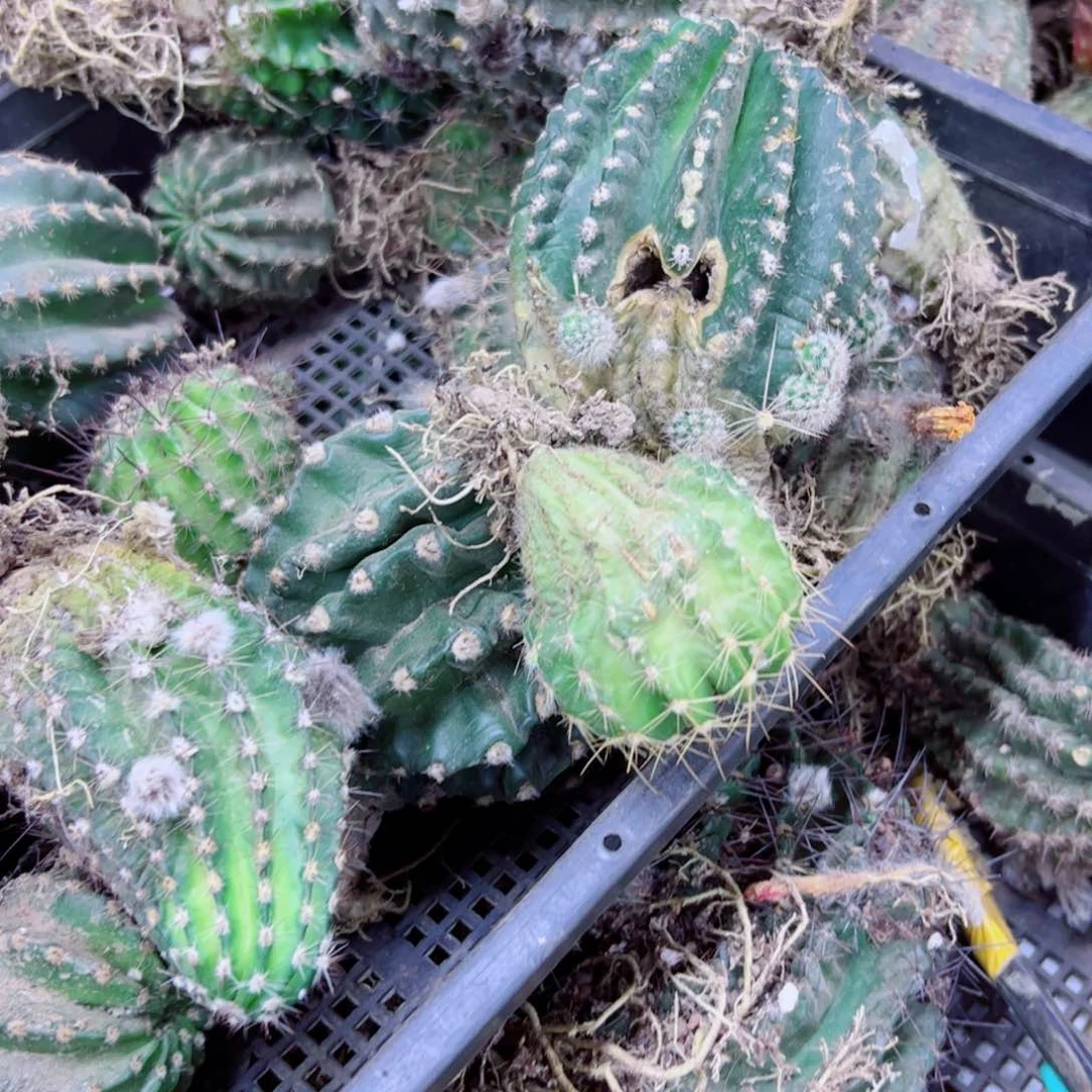 下97彩草根3个歪伤徒长4公分左右脱土发货20包邮