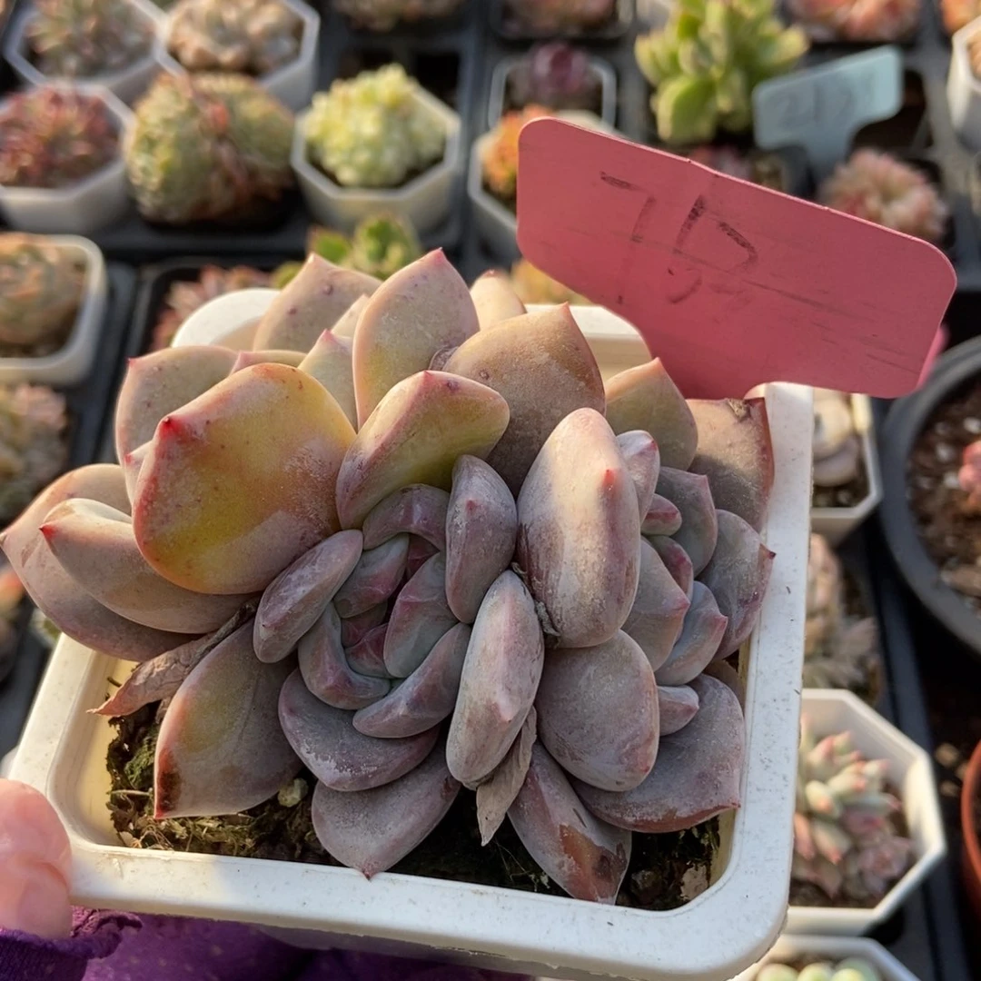 763石榴籽多肉植物