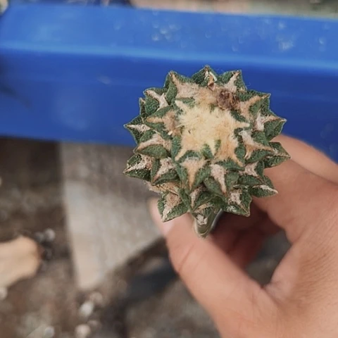 466给牡丹清棚特惠价