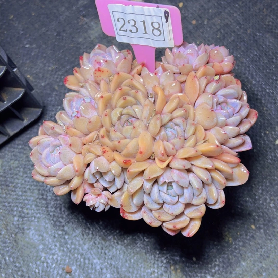 霖*月哈呢宝贝2318多肉植物