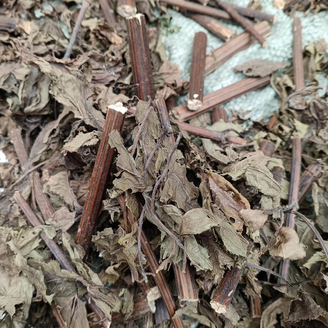 接骨草，晒干陆英臭草250克切段发（可作中药材课堂展示）