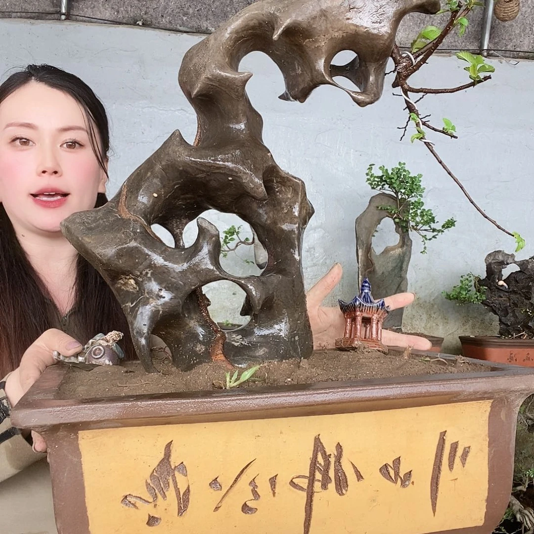 傲*精品盆景精品盆景榆树小叶