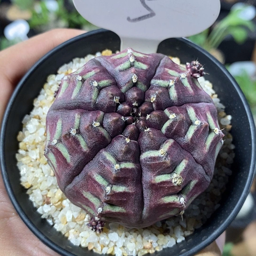 ?***?专拍5号紫皮梦想