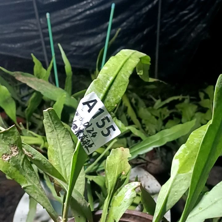 无花朵小叶昙花一现非常好养地方