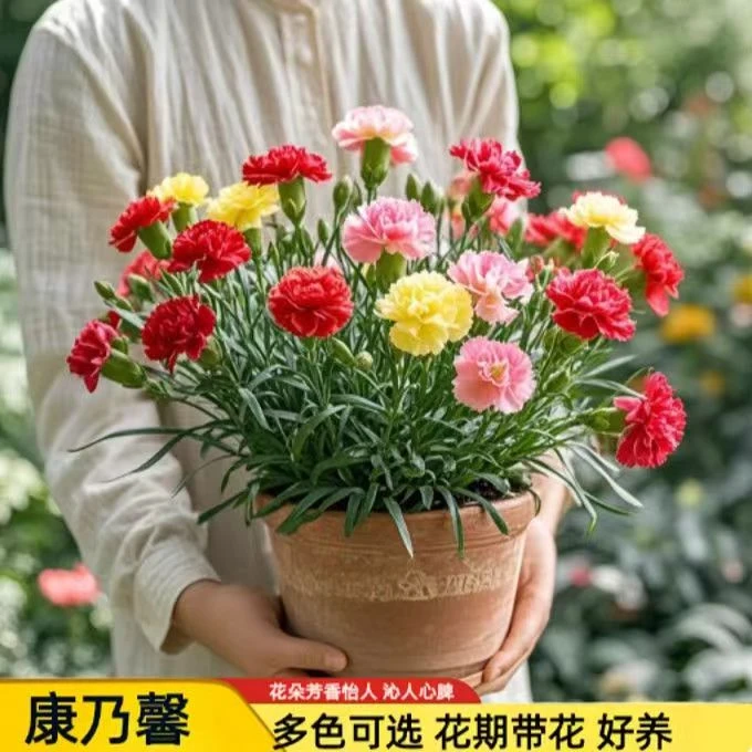 3盆康乃馨室内花卉好养母亲节礼物带花苞绿色盆栽鲜花精品绿植