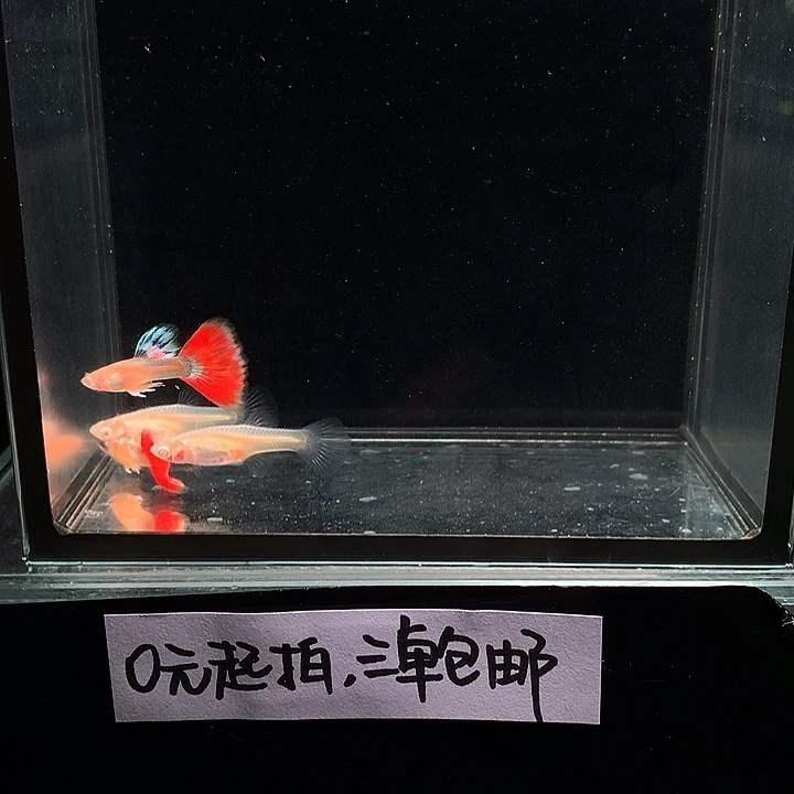 孔雀鱼火烧云两对