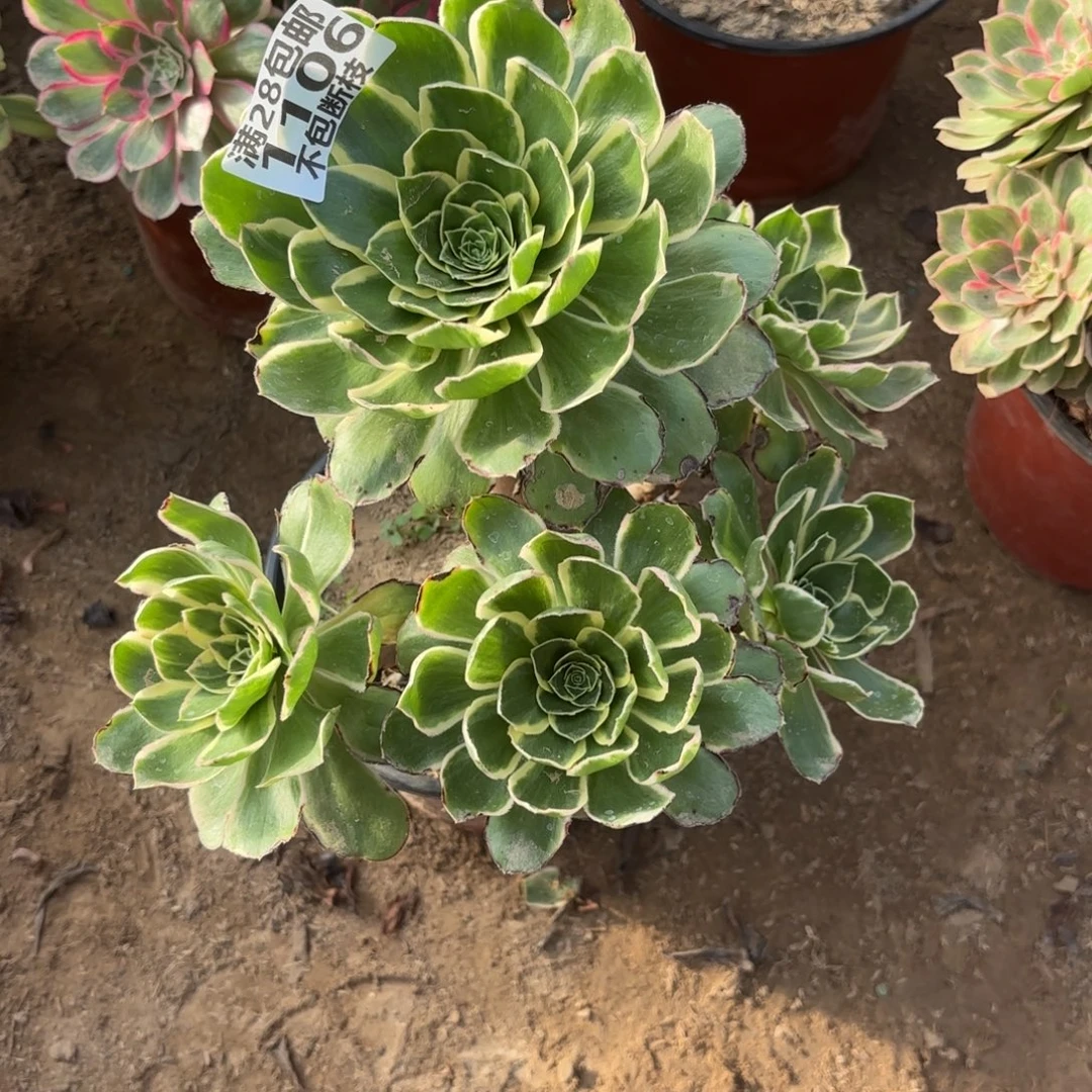 M. 1106绿玫瑰白多肉11223