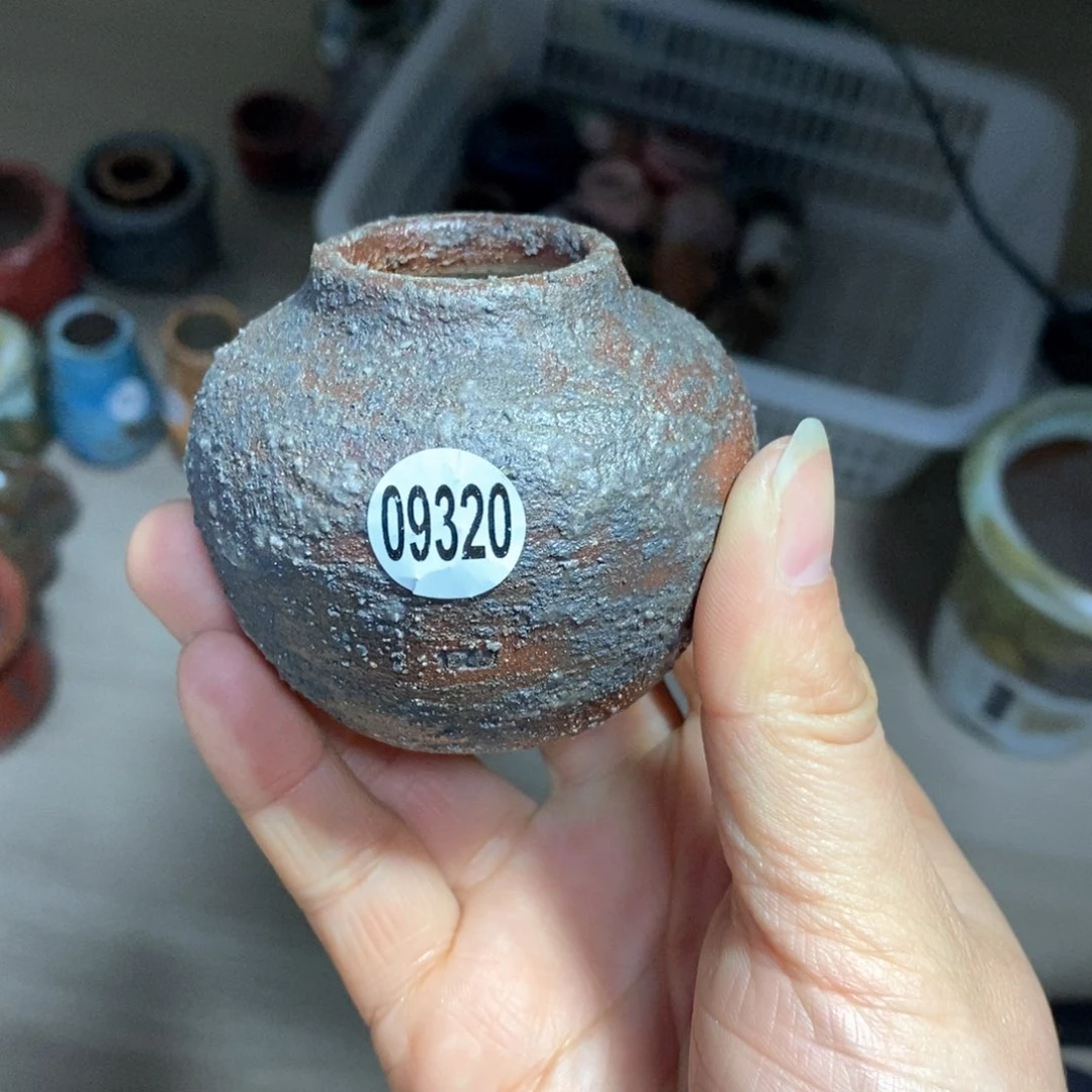 周**周花盆拍5送一个小礼物