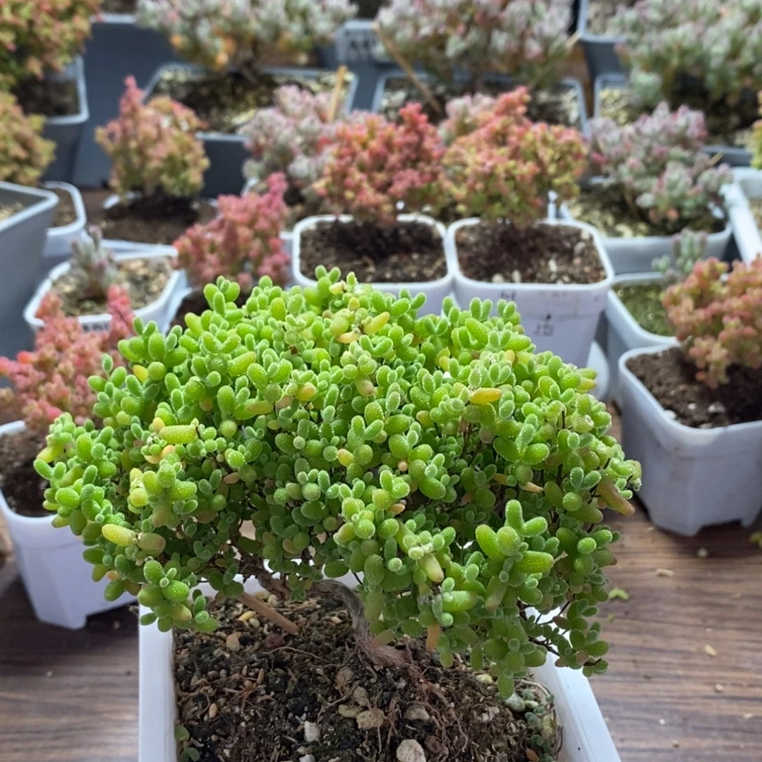 苏***闲蜜橘糖球4327枝干番杏