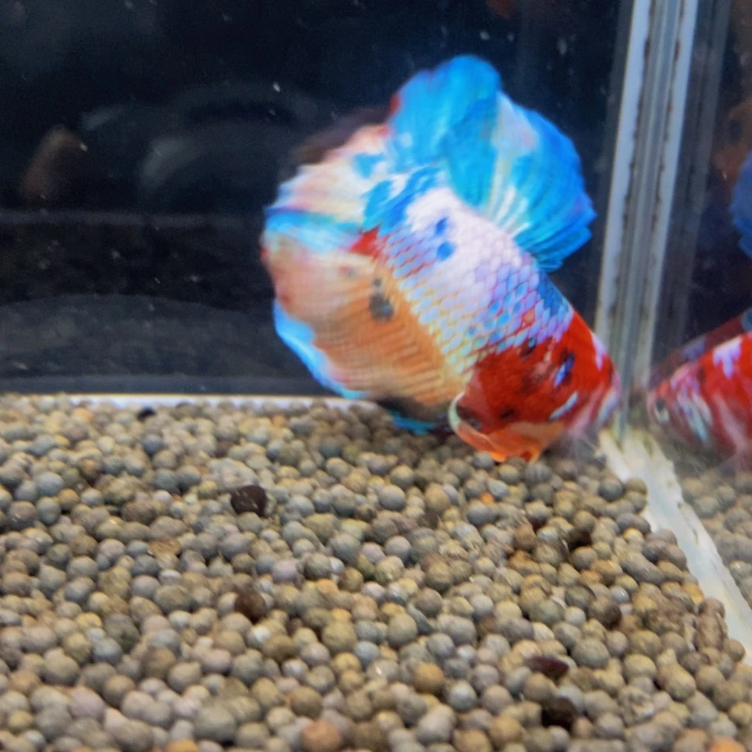 斗鱼182巨斗111111