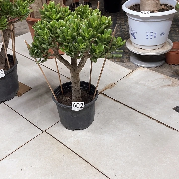 招财猫花月独杆老桩