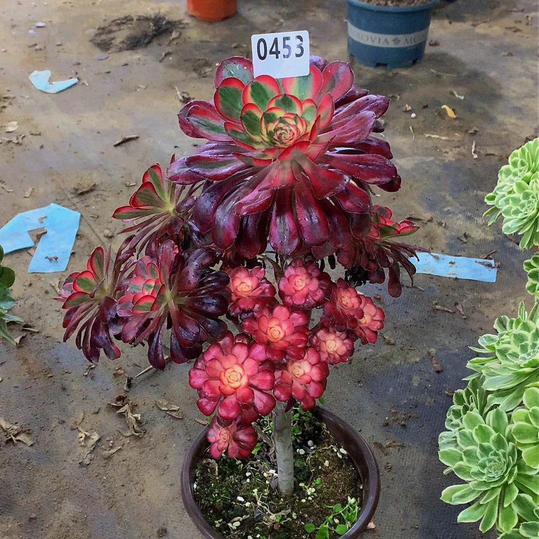 逢*多肉丽娜0453.00000000