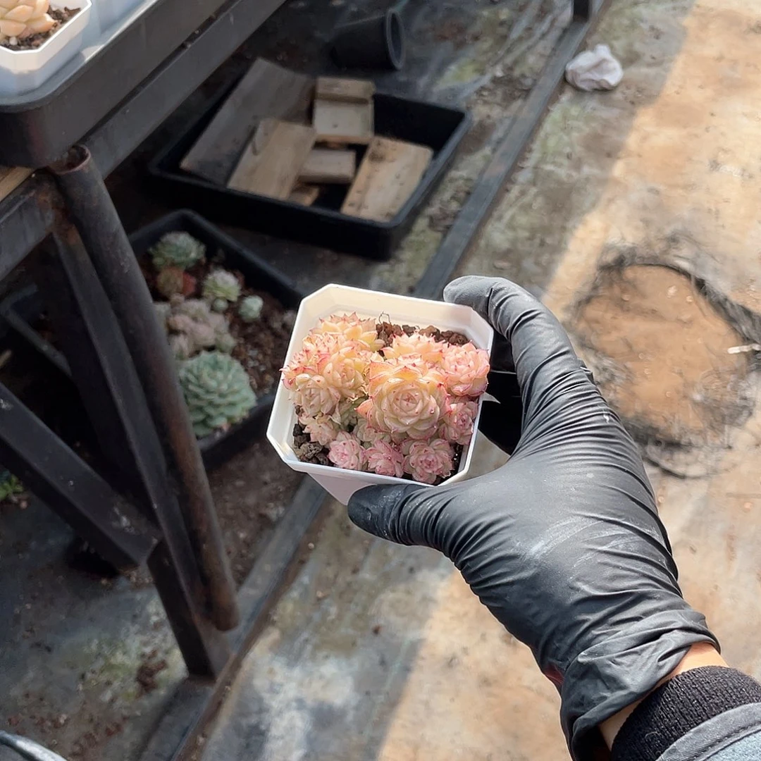 小****.优选麦秆福利1050