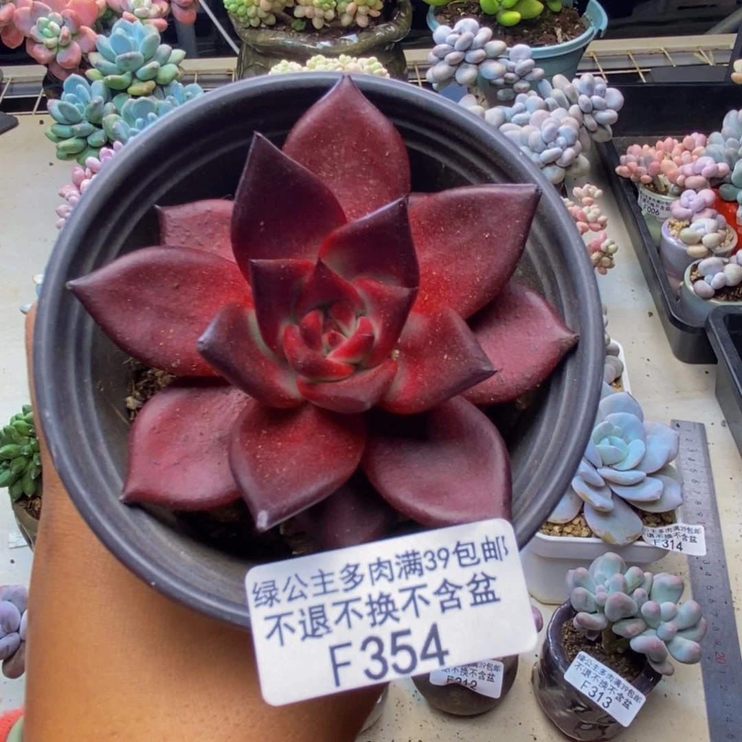 354罗宾仙子多肉7c m