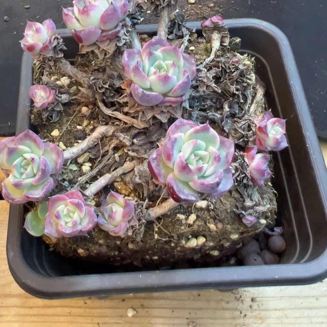 小梅花，福利多多3