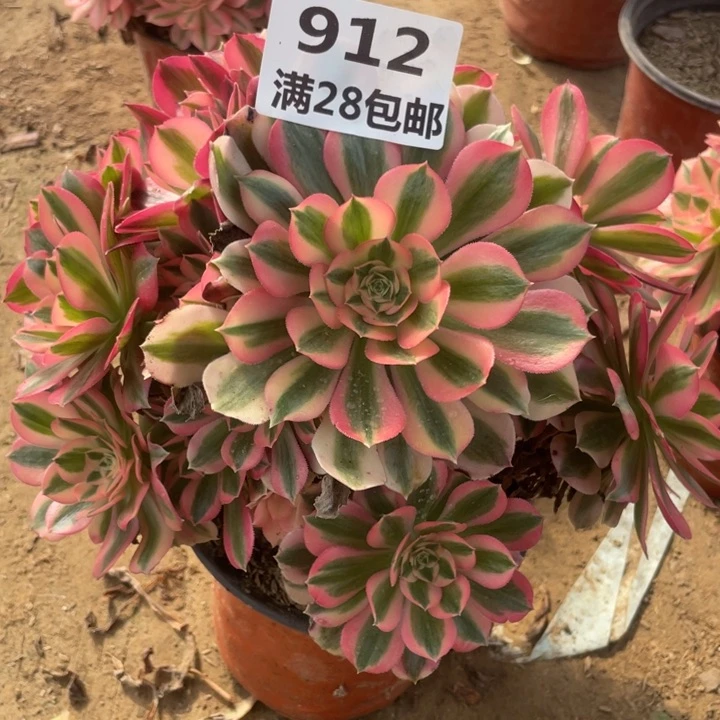 912一号棚女巫多肉植物A