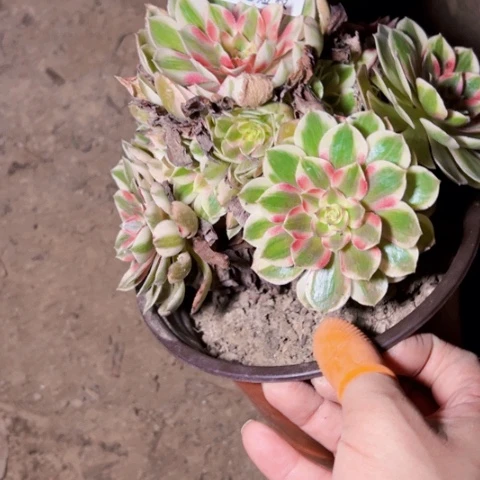 荔枝多肉植物法师7384