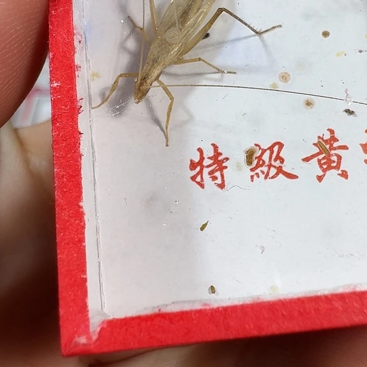 花***匠蟋蟀111111111111111111