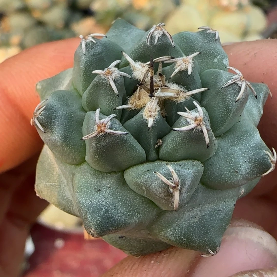 无花朵实生三年红花娇丽