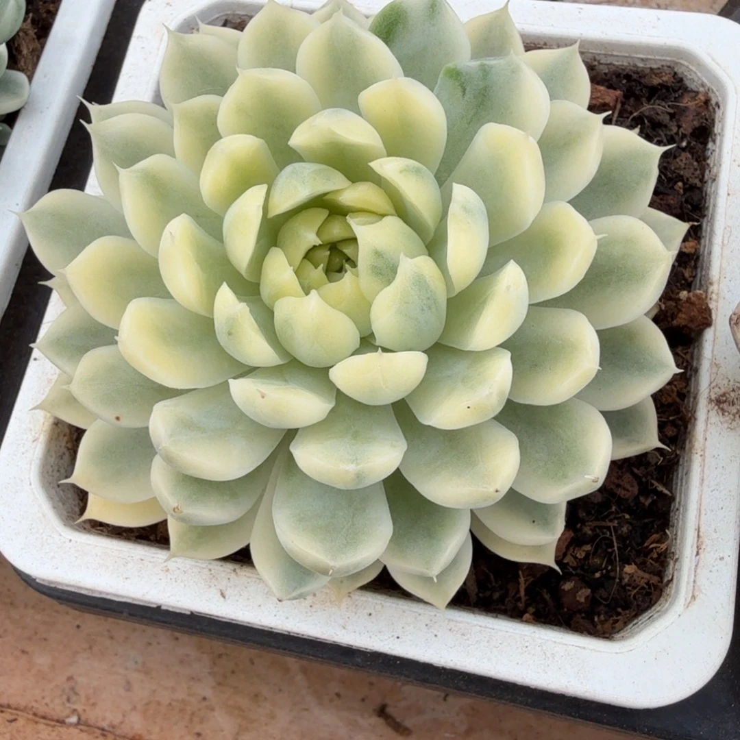 香草月影锦锦上园艺一物一拍
