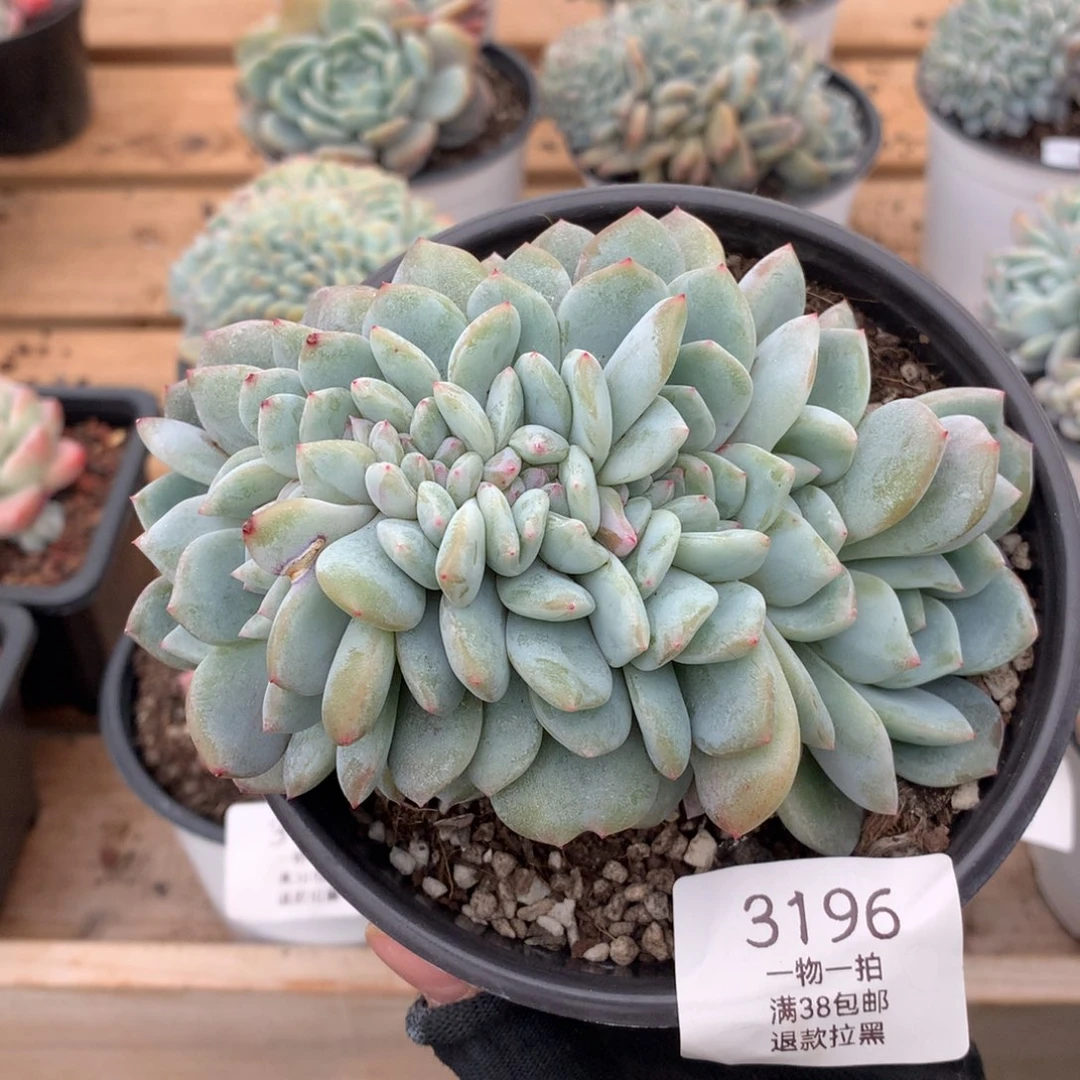 13厘米星影朵朵缀3196