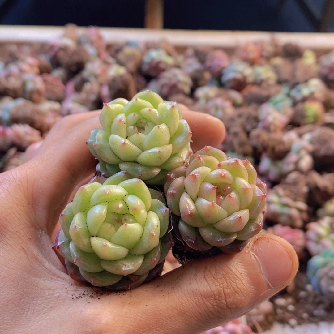 量拍。灯泡珍妮3颗。01。