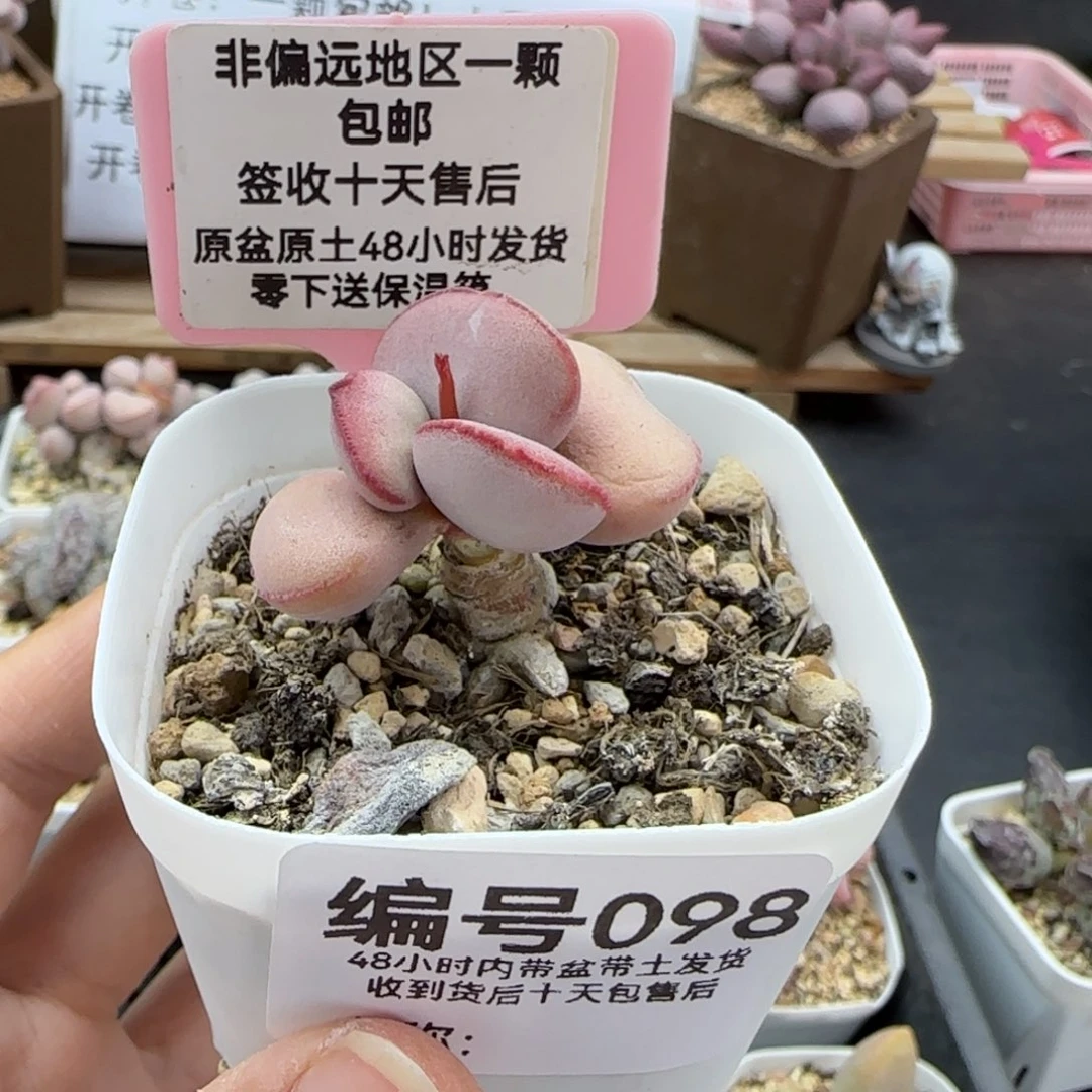 098白肌红蛋多肉