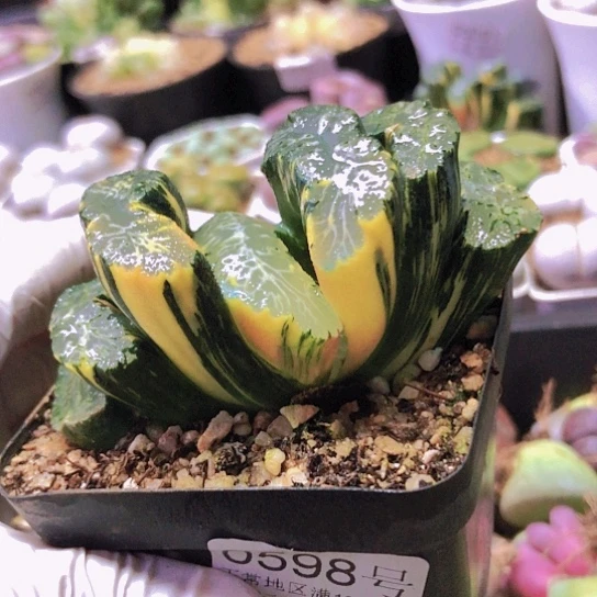 无花朵0598，北斋玉扇锦阴阳锦.7.7厘米