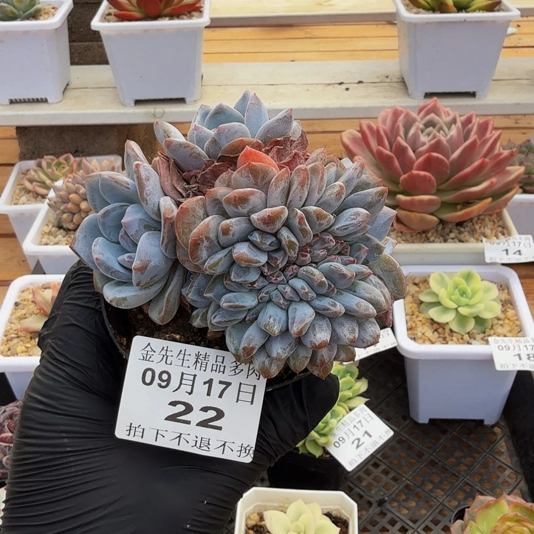0917-22温斯莱特缀