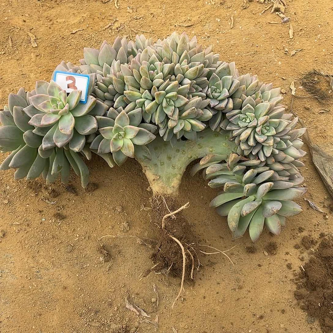 3号淡雪缀化一物一拍