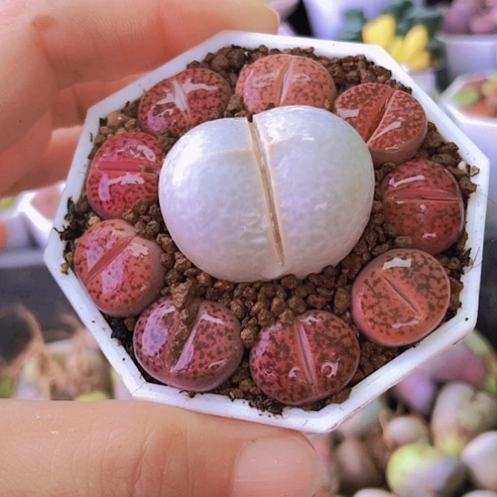 无花朵1287，1.5-3.2厘米如图