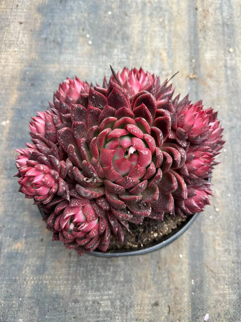 20#蔓越莓大群多肉植物前男友精品多肉