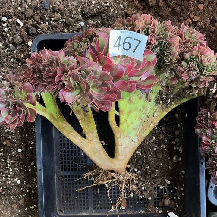 多肉植物福利467个