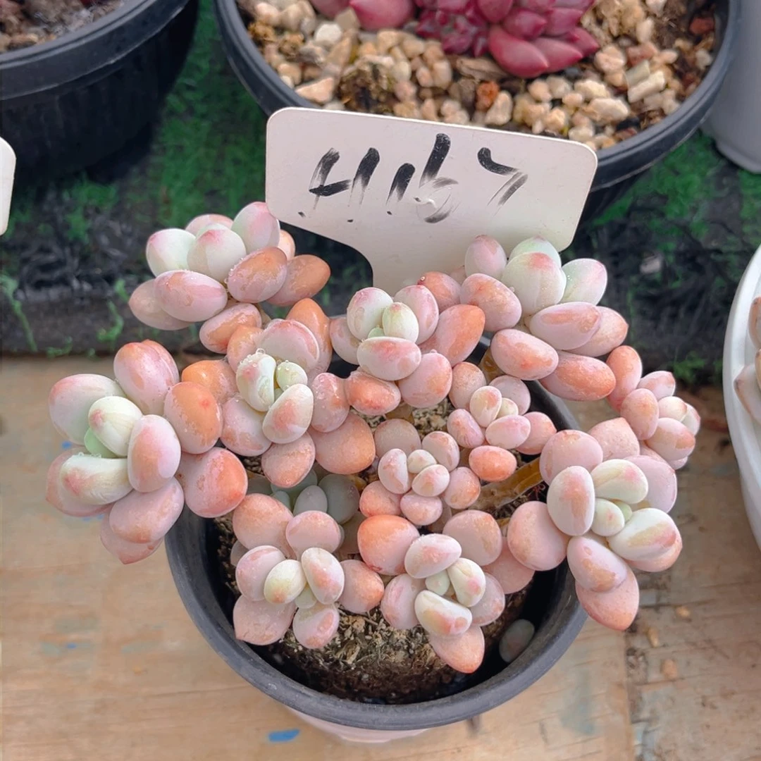 喵*人67dghjjjjjjjjj